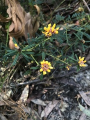 Pultenaea polifolia