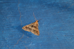 Phalaenophana pyramusalis