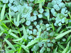 Ludwigia sedoides