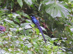 Terpsiphone atrochalybeia