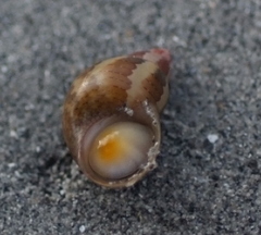 Phasianella solida