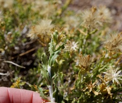 Ericameria discoidea