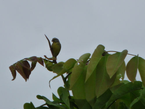 Yellow-fronted Canary