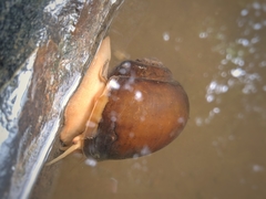 Pila globosa