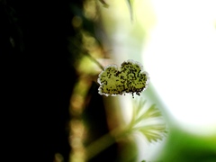 Elaphoglossum peltatum