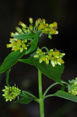 Schistocarpha eupatorioides