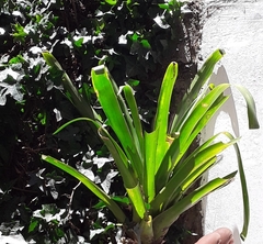 Vriesea