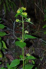 Schistocarpha eupatorioides