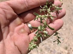 Atriplex elegans