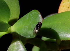 Eumerus argyrogaster