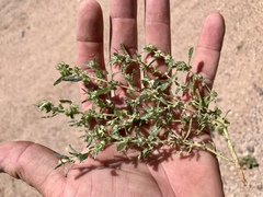 Atriplex elegans