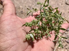 Atriplex elegans