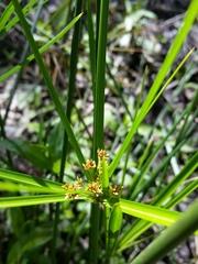 Cyperus vaginatus