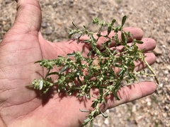 Atriplex elegans