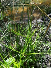 Cyperus vaginatus