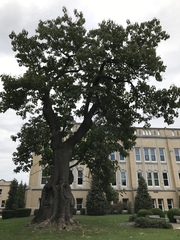 Paulownia tomentosa