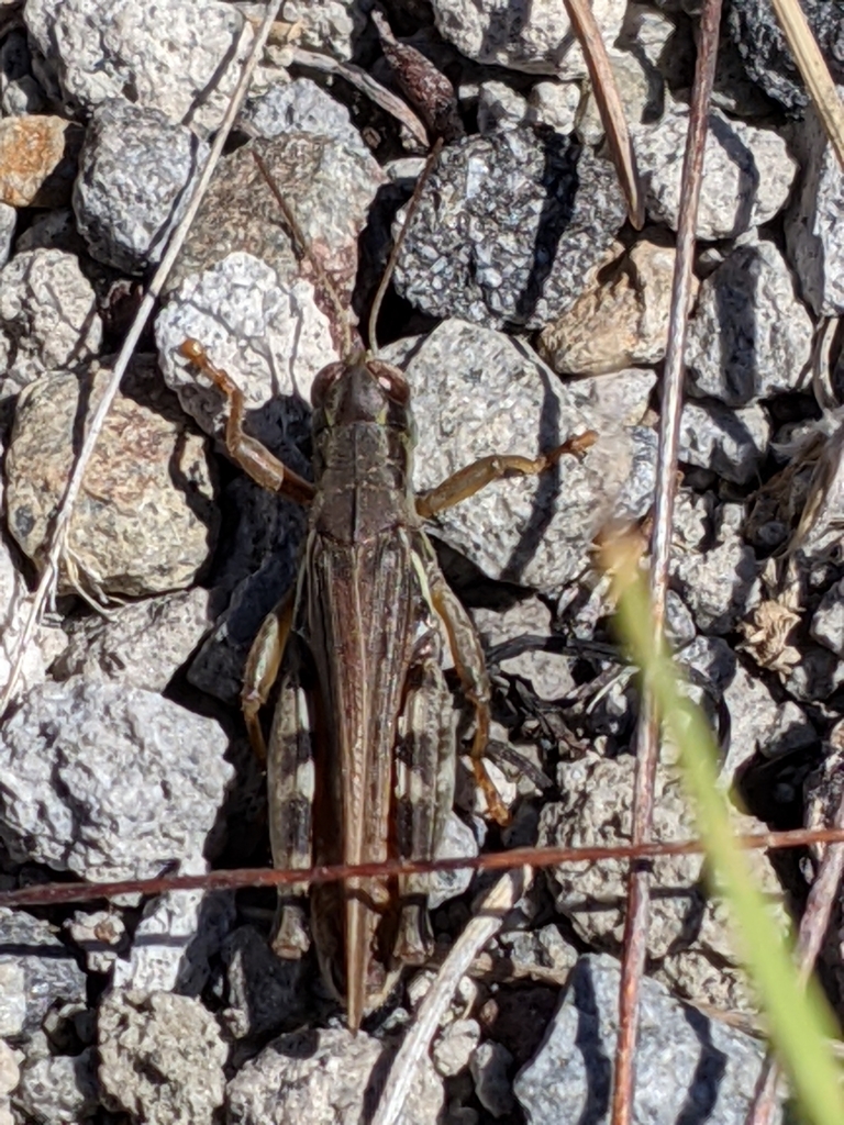 Bruner's Spur-throat Grasshopper