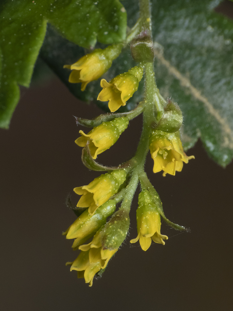 Ribes