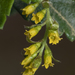 Ribes punctatum - Photo (c) Claudio Maureira, some rights reserved (CC BY-NC-SA), uploaded by Claudio Maureira