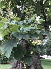 Paulownia tomentosa