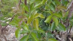 Mauria