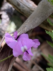 Glycine rubiginosa