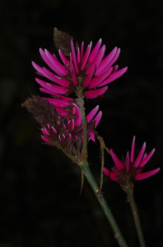 Erythrina peruviana