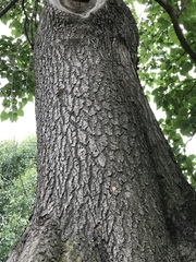 Paulownia tomentosa