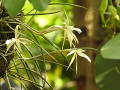 Brassavola nodosa