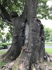 Paulownia tomentosa