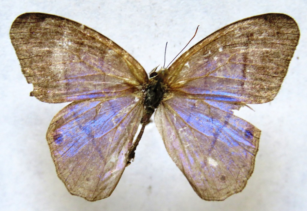 Chloreuptychia arnaca