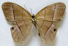 Amiga arnaca sericeella