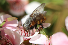 Calliphora stygia