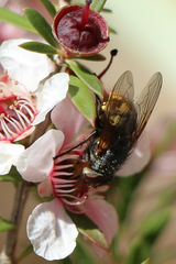 Calliphora stygia