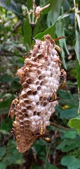 Polistes myersi