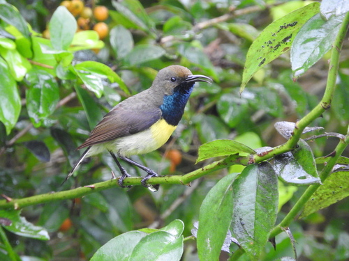 Newton's Sunbird (Anabathmis newtonii), photo 1