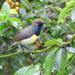 Newton's Sunbird - Photo no rights reserved, uploaded by Francesco Cecere