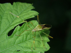 Leptocorisa chinensis