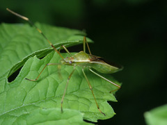 Leptocorisa chinensis
