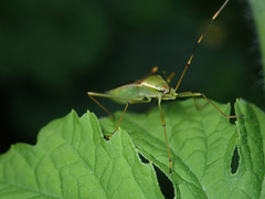 Leptocorisa chinensis
