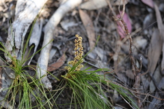 Lomandra glauca