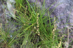 Lomandra glauca