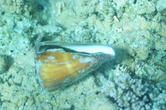 Conus vexillum image