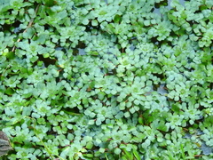 Ludwigia sedoides