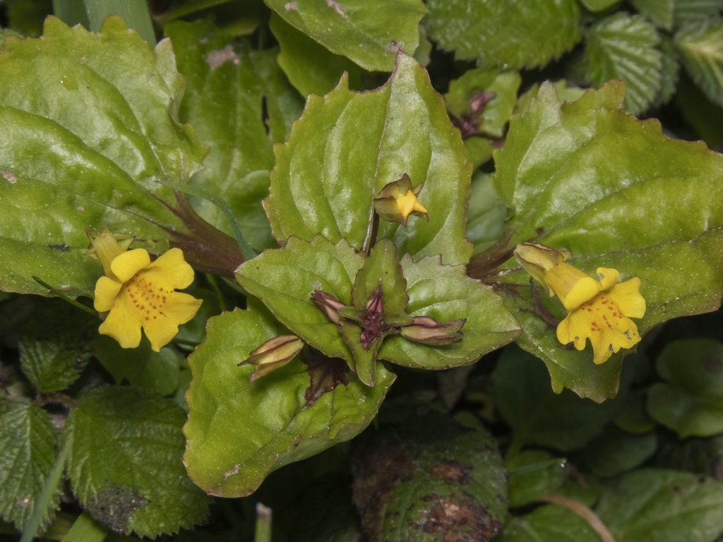 Erythranthe andicola
