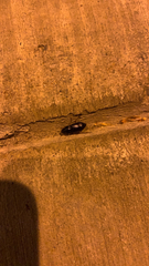 Strongylium terminatum