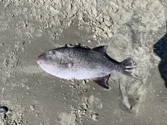 Canthidermis maculata