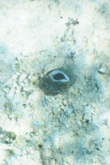 Latirolagena smaragdulus