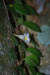 Codonanthopsis