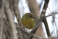 Myiothlypis bivittata